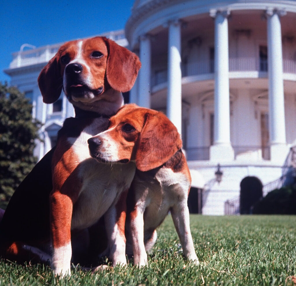 The First Beagles Whose Ears LBJ Just Had to Tug