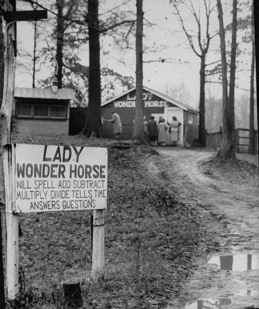 Meet Lady Wonder, the Psychic Horse Who Appeared Twice in LIFE